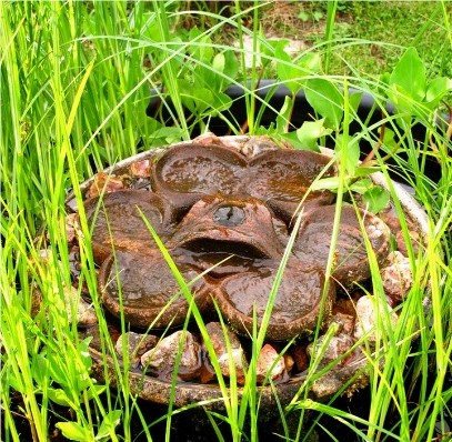 Événements jardin vivant 2026