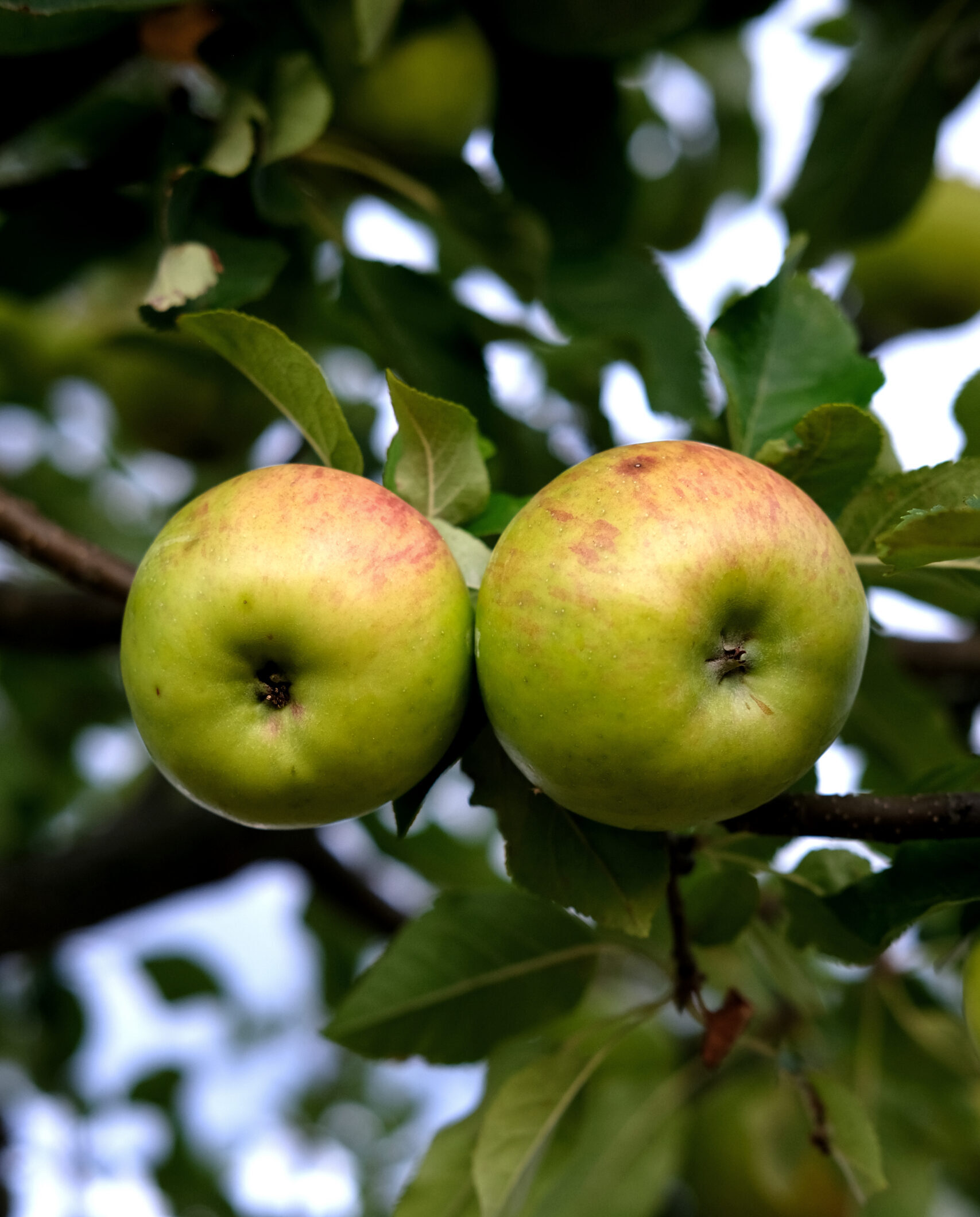 taille fruitiers en espalier