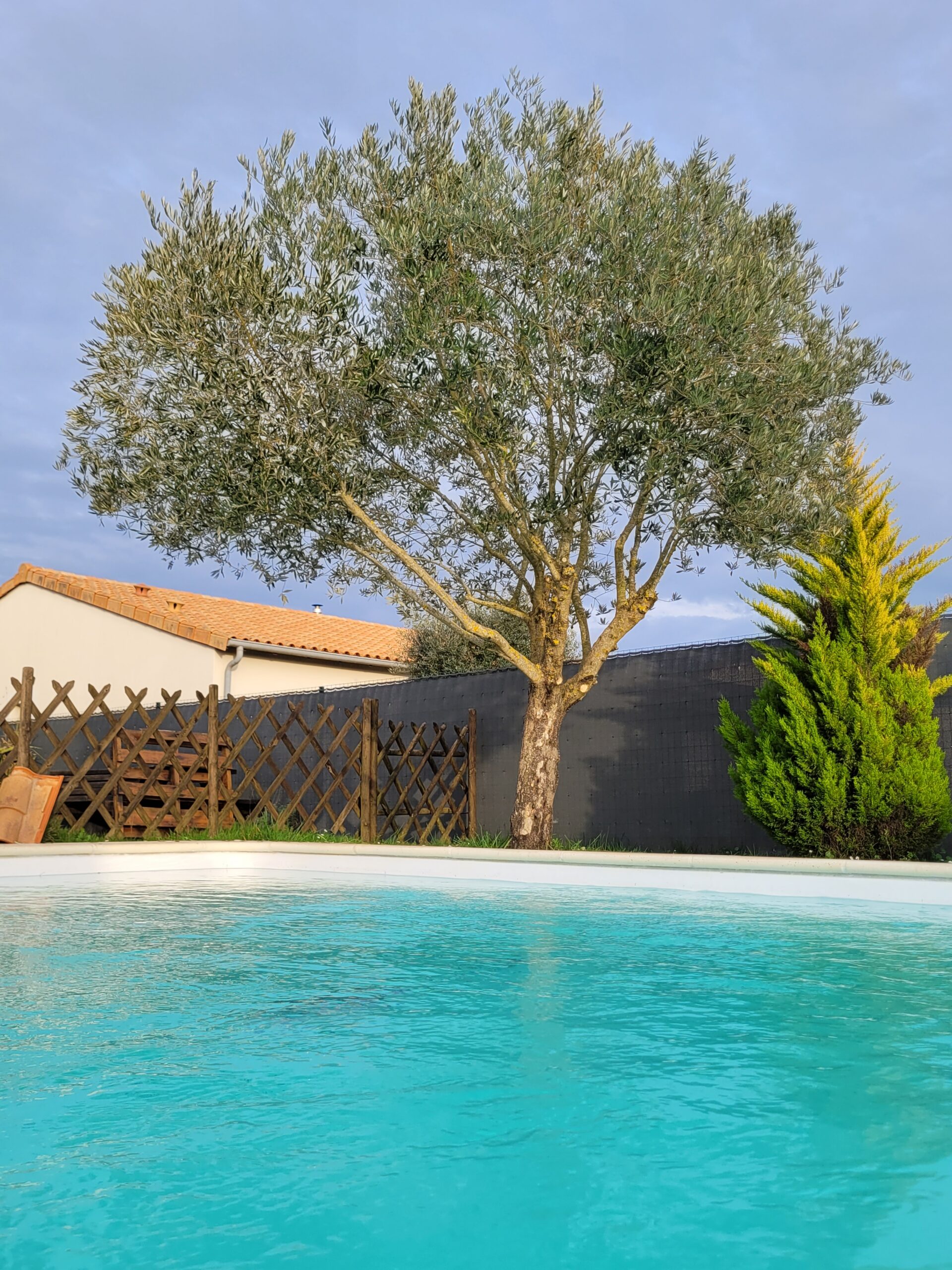 Olivier, taille douce et respectueuse